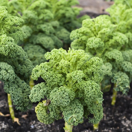 Kale Seeds-Plantjoyfarm-Vegetable Seeds,best selling