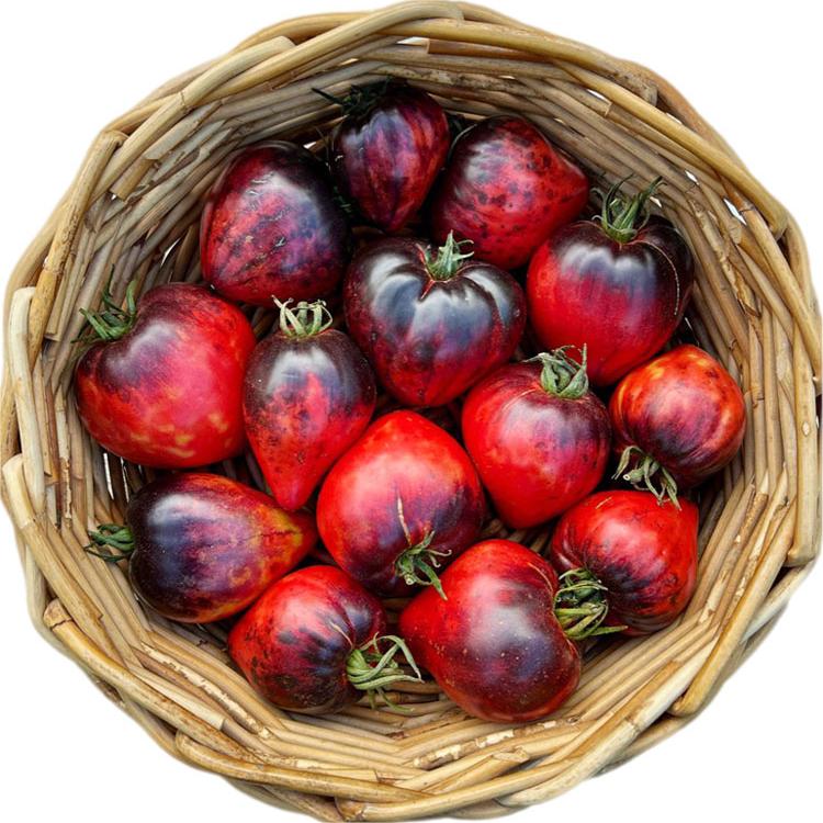 Sgt. Pepper's Tomatoes Seeds - Heirloom-Plantjoyfarm-