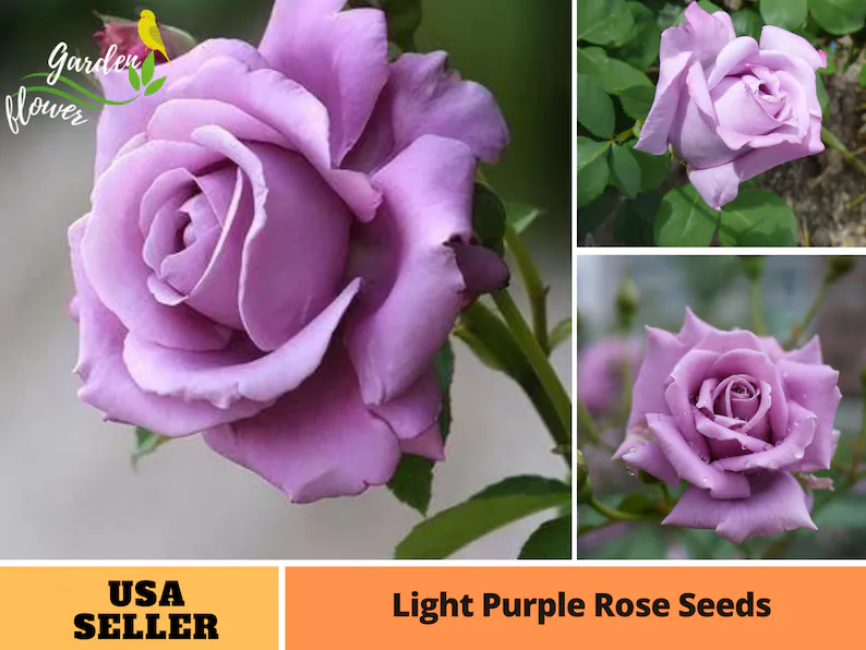 Lavender Roses Seeds-Plantjoyfarm-Flowers Seeds,Garden Seeds,Rose seeds,best selling