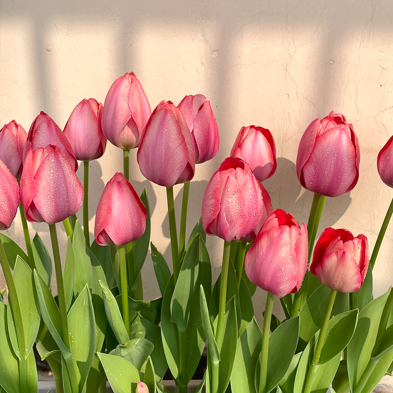 Tulip Bulbs - Marie Pink-Plantjoyfarm-Flower Seeds,flower bulb