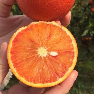 Red Flesh Blood Orange Seeds(🪴Can be potted)-Plantjoyfarm-