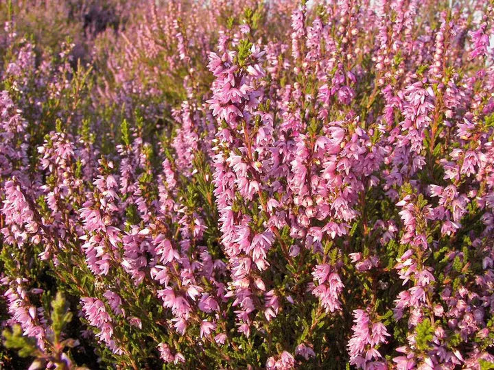 Purple Heather-callun-Plantjoyfarm-Flower Seeds,Garden Seeds,best selling