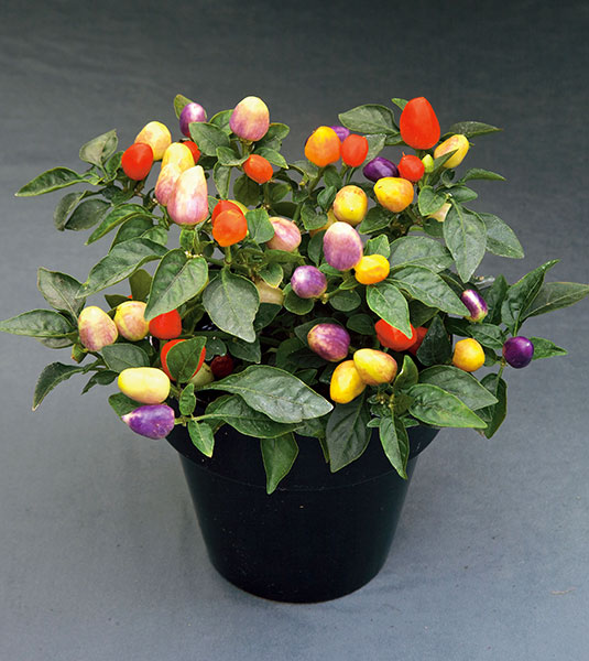 Chinese Five-Color Pepper Ornamental Pepper-Plantjoyfarm-Fruit Seeds,Vegetable Seeds,best selling