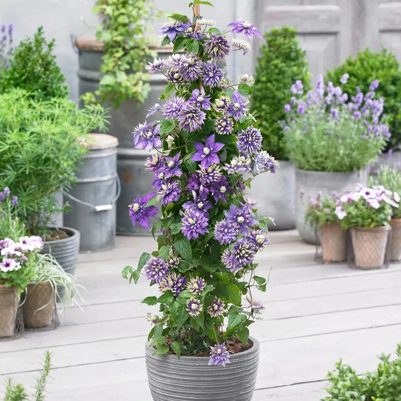 🌷Clematis - Garden’s All-Season Blooming Wonder-Plantjoyfarm-