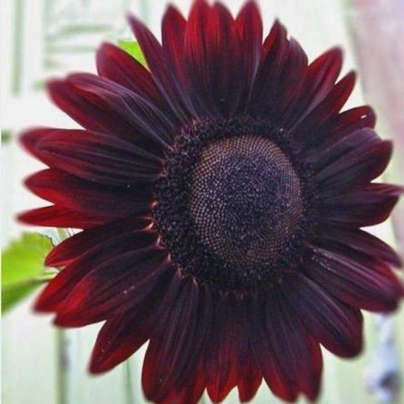 50Pcs Velvet queen Sunflower Seeds-Plantjoyfarm-Sunflower Seeds,best selling