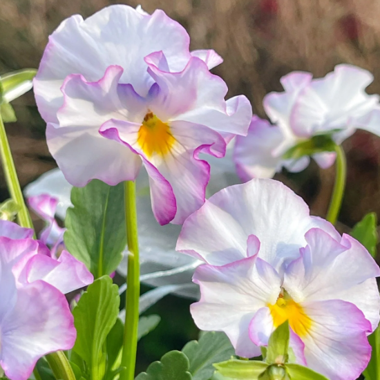 💐 Pansy Winter Elf Series - I Miss You Endlessly-Plantjoyfarm-best selling,Garden Seeds