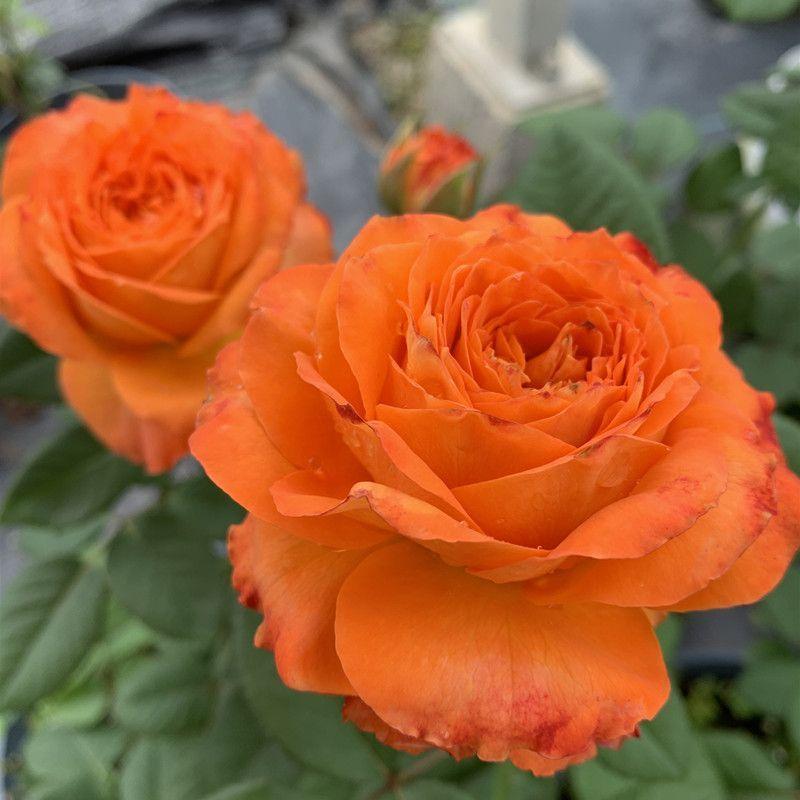 100pcs/Bag Climbing Rose Seeds-Plantjoyfarm-Climbing Rose,Flower Seeds,Garden Seeds,Rose seeds,best selling