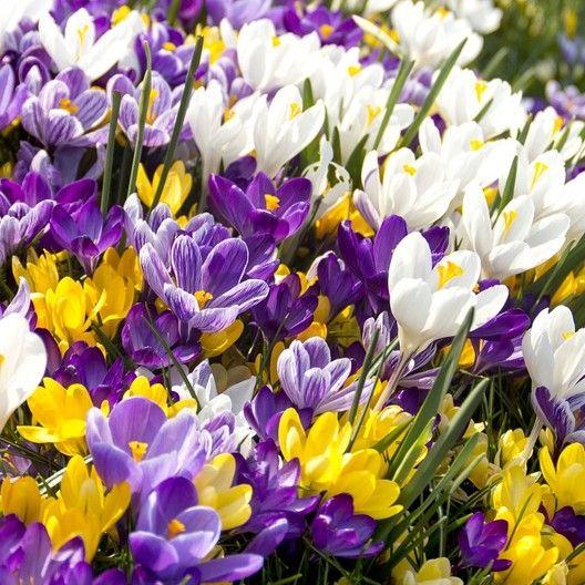 CROCUS BULBS - LARGE FLOWERING MIX-Plantjoyfarm-Garden Seeds,best selling