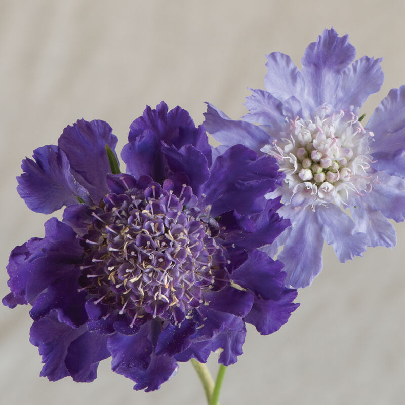 Scabiosa Comosa Seeds-Plantjoyfarm-Flower Seeds,Garden Seeds,best selling
