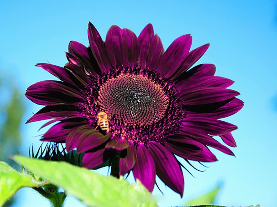 100pcs Purple Sunflower Seeds for Planting, Heirloom and Non-GMO Seeds-Plantjoyfarm-Sunflower Seeds,best selling