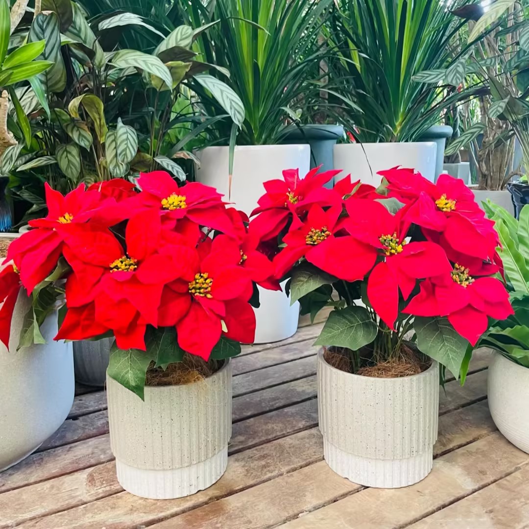 Christmas Star Flower Poinsettia Pot Seeds-Plantjoyfarm-Flower Seeds,Garden Seeds,best selling