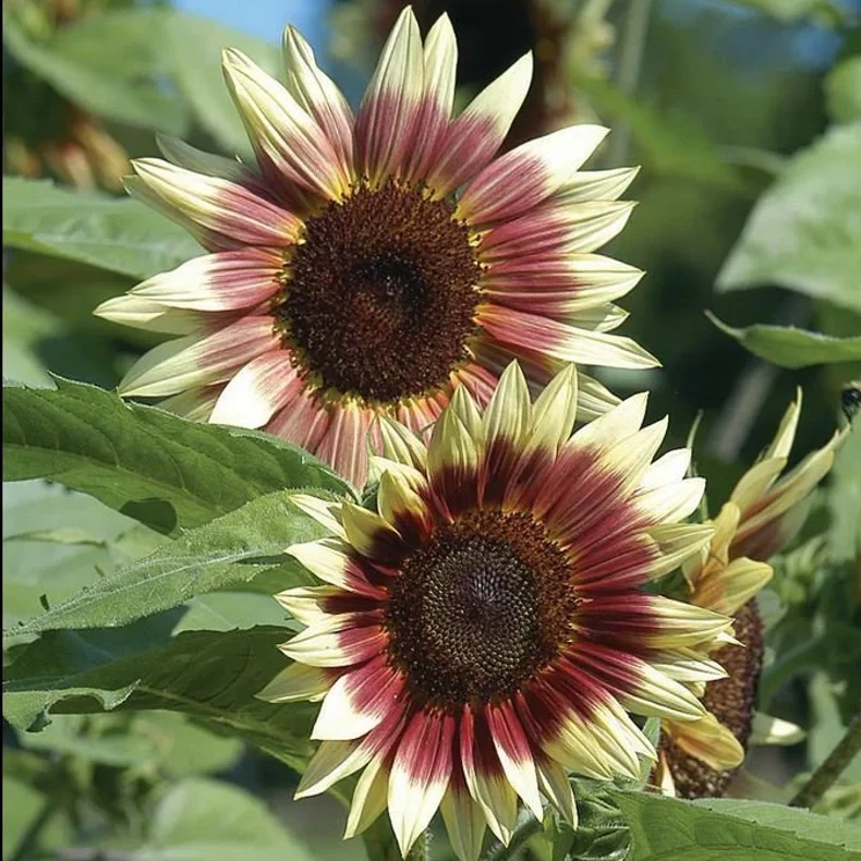 Sunflower – Your Garden’s Radiant All-Season Charm 🌻