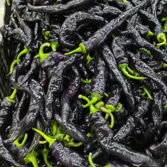 🌶️The Latest Pepper Variety - Purple Beauty-Plantjoyfarm-best selling,Vegetable Seeds