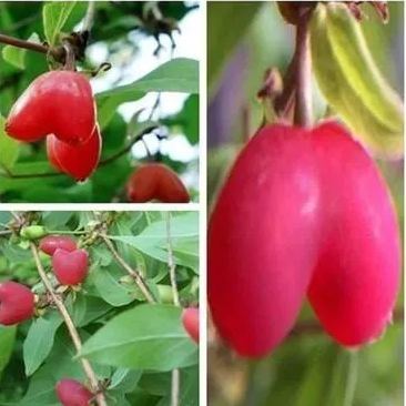 Choniccra standishii-Love Fruit Seeds-Plantjoyfarm-