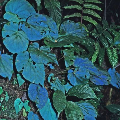 Peacock Begonia - blue begonia-Plantjoyfarm-Flowers Seeds,Garden Seeds,best selling