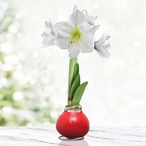 Amaryllis Bulbs - Easy-Care Red Wax with Red Blooms