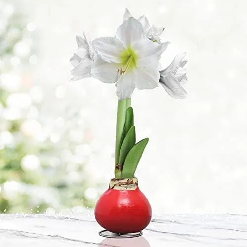 Rare Amaryllis Bulbs