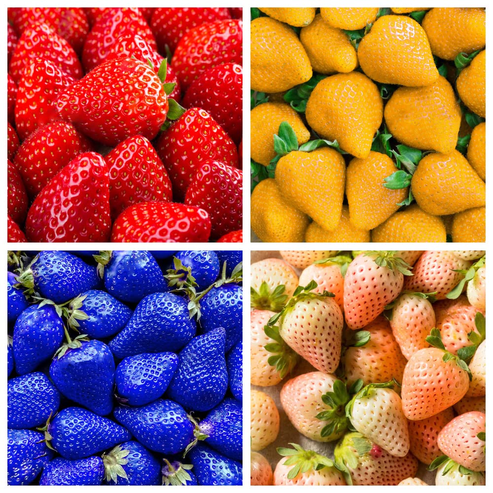 800+ Mix Strawberry Seeds for Planting - Heirloom Non-GMO Red Yellow Blue White Climbing Strawberry-Plantjoyfarm-fruit,Fruit Seeds,best selling