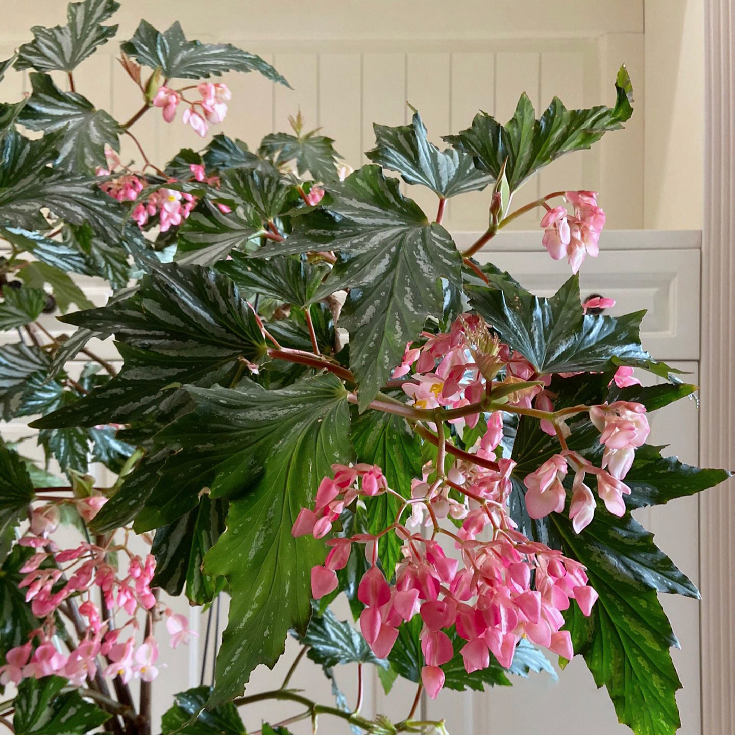Begonia Aconitifolia-Plantjoyfarm-Flowers Seeds,Garden Seeds,best selling