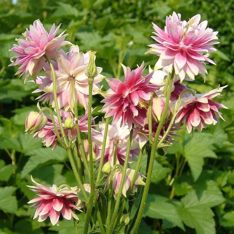 NORA BARLOW Pink COLUMBINE Aquilegia Caerulea Flower Seeds-Plantjoyfarm-Flower Seeds,Garden Seeds,best selling