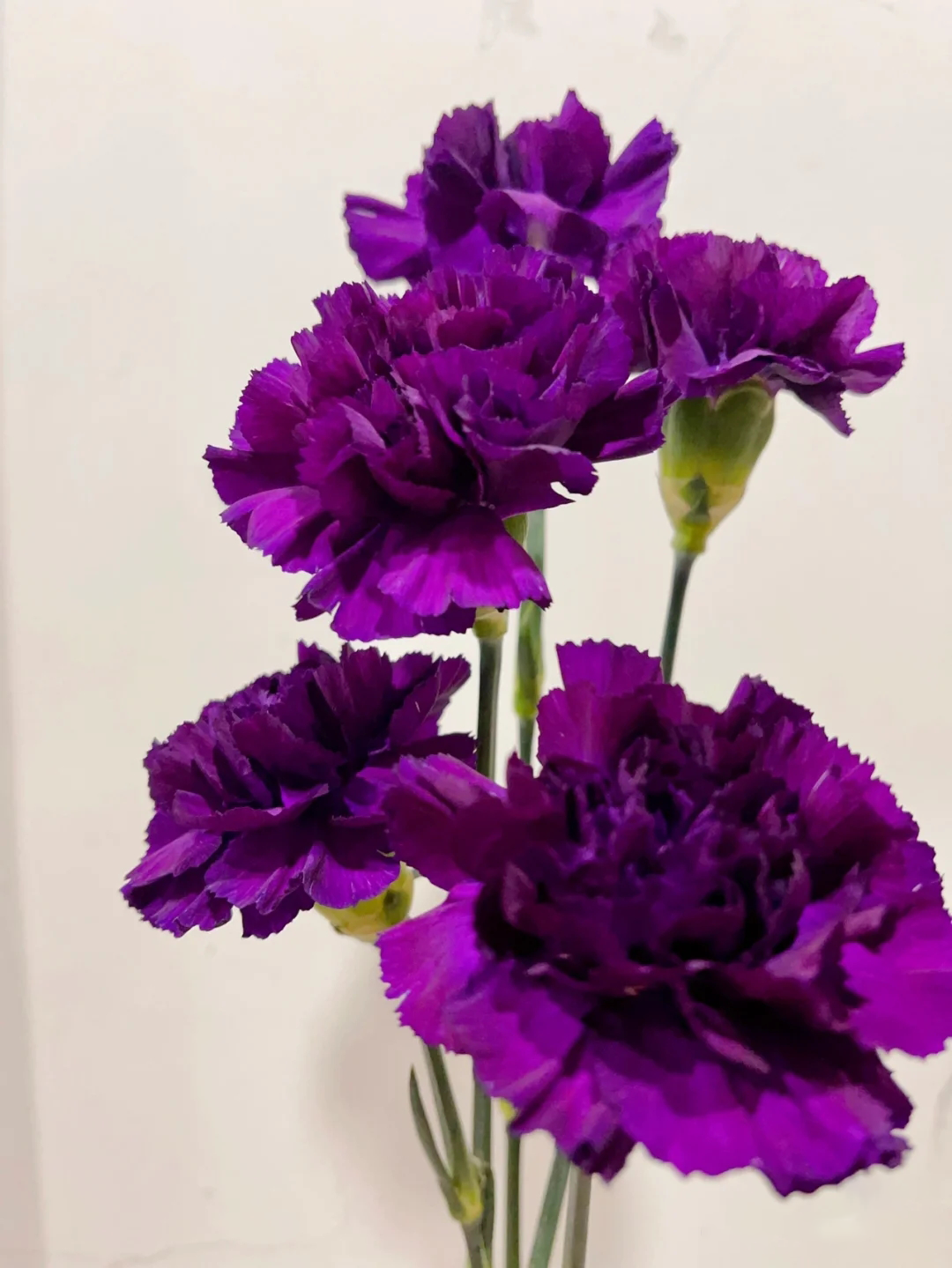 Carnations Seeds-Goleb-Plantjoyfarm-Garden Seeds,Flower Seeds,best selling