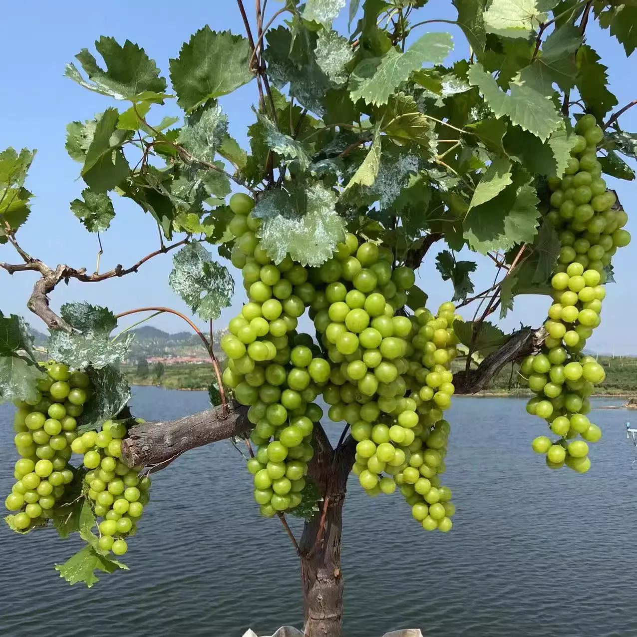 Shine Muscat Tree Seeds-Sunshine Rose Grapes(🪴Can be potted)-Plantjoyfarm-