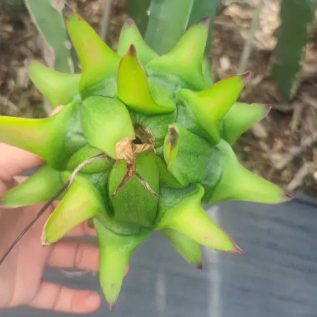 Multi-colored Dragon Fruit Seeds-Plantjoyfarm-Fruit Seeds,best selling