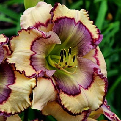 Daylily Hybrid Flowers Seeds, Hemerocallis Hybrid, 20pcs/pack-Plantjoyfarm-Flower Seeds,Garden Seeds,best selling