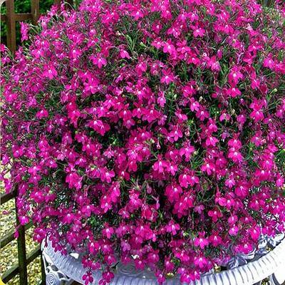 Lobelia Seeds - One of the best edging plants-Plantjoyfarm-Garden Seeds,Flowers Seeds,best selling