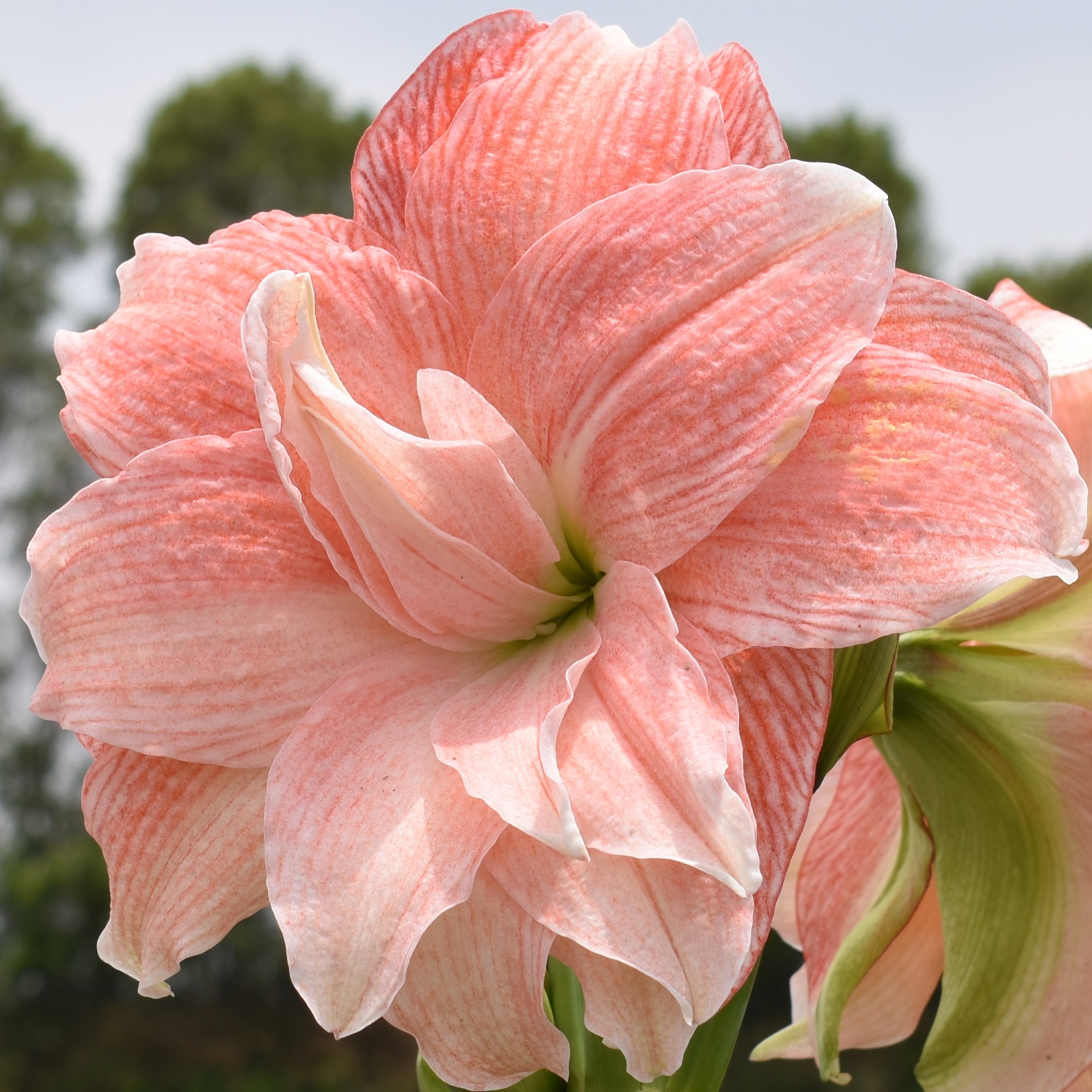 Rare Amaryllis Bulbs