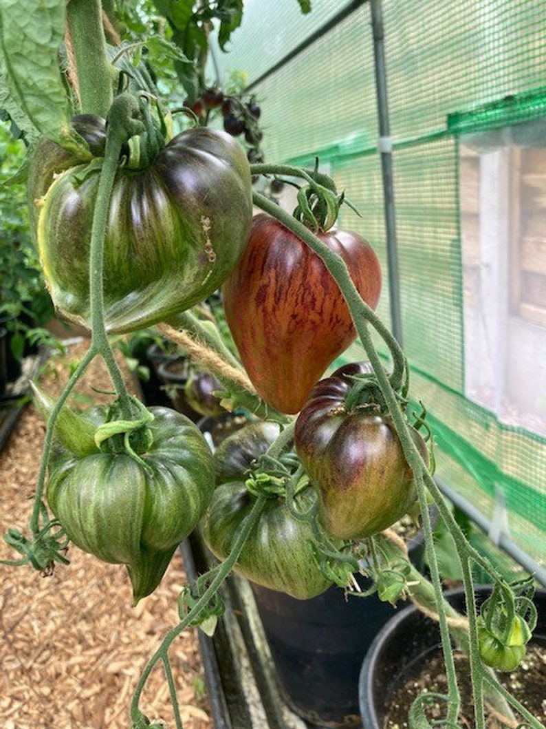 Crushed Heart Tomato Seeds  Organic Heirloom Tomatoes-Plantjoyfarm-new,vegetable