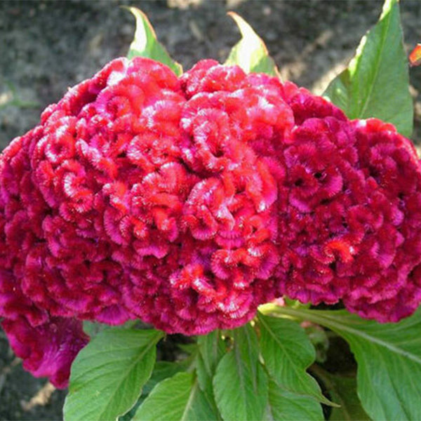 100pcs DWARF CORAL GARDEN MIX COCKSCOMB-Plantjoyfarm-Garden Seeds,best selling