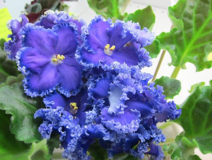 Violet - Saintpaulija Reigning Beauty-Plantjoyfarm-Flower Seeds,Garden Seeds,best selling
