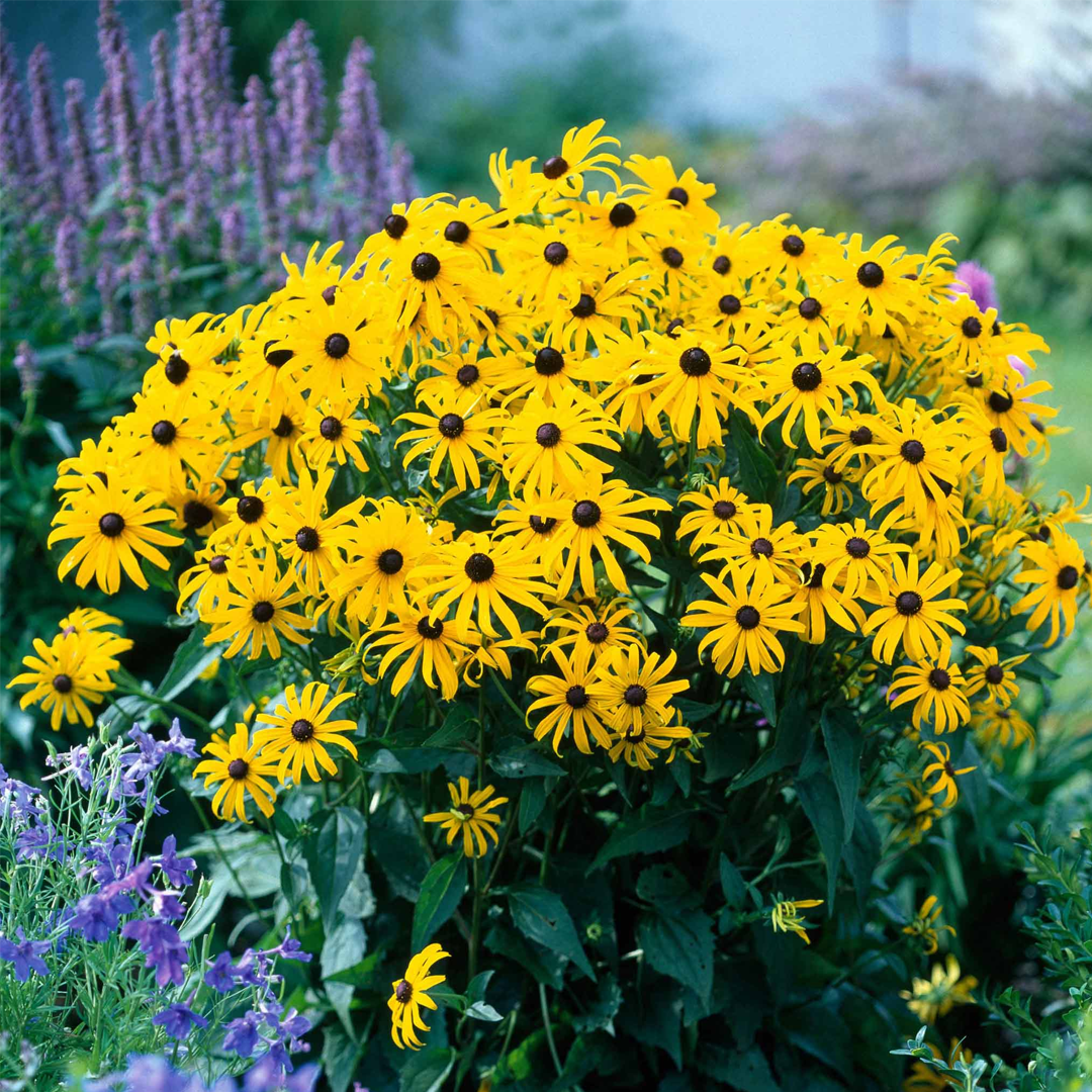 Black Eyed Susan Seeds-Plantjoyfarm-Flower Seeds
