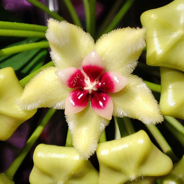 🌟Ball Orchid - Falling Stars From The Sky-Plantjoyfarm-best selling,Garden Seeds