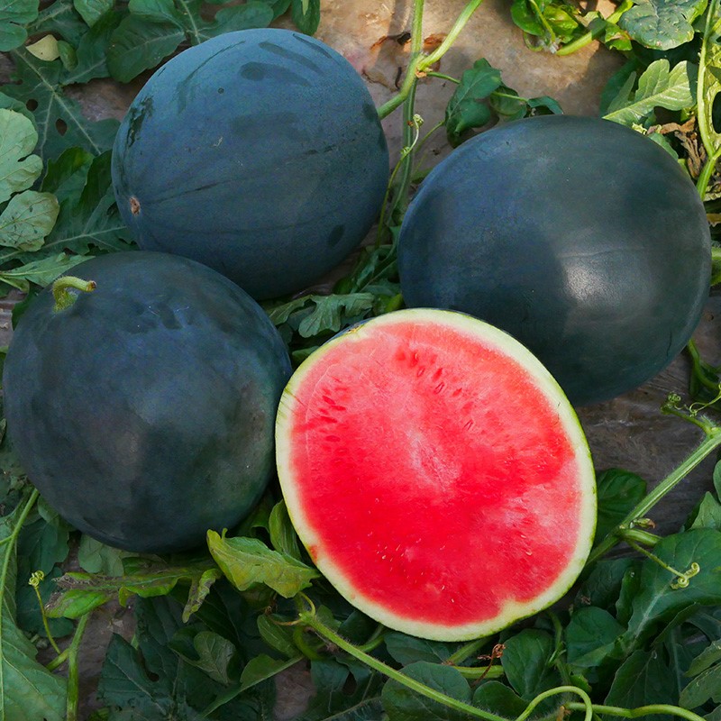 Black Crown Watermelon Seeds-Plantjoyfarm-