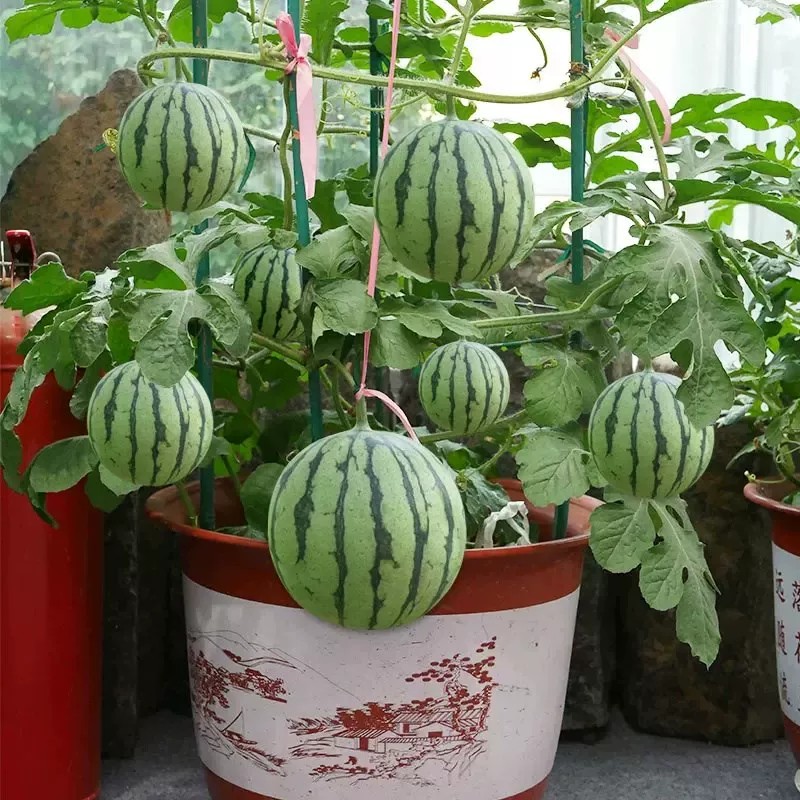 Ruby Watermelon Seeds