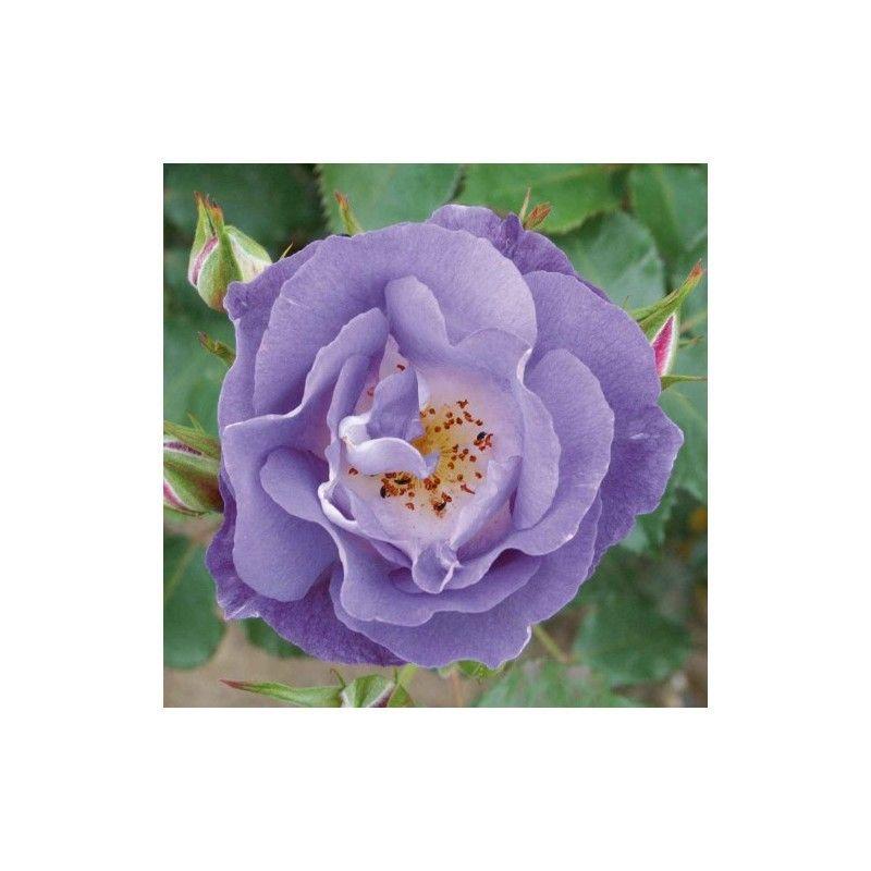 100pcs/Bag Climbing Rose Seeds-Plantjoyfarm-Climbing Rose,Flower Seeds,Garden Seeds,Rose seeds,best selling