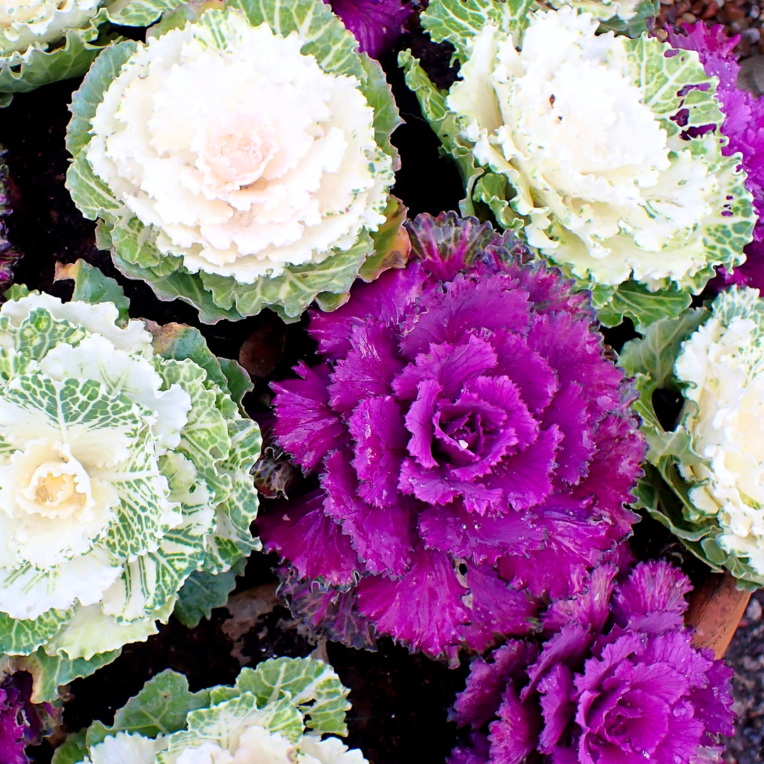 Ornamental Kale Seeds - Mix-Plantjoyfarm-Flower Seeds,Vegetable Seeds