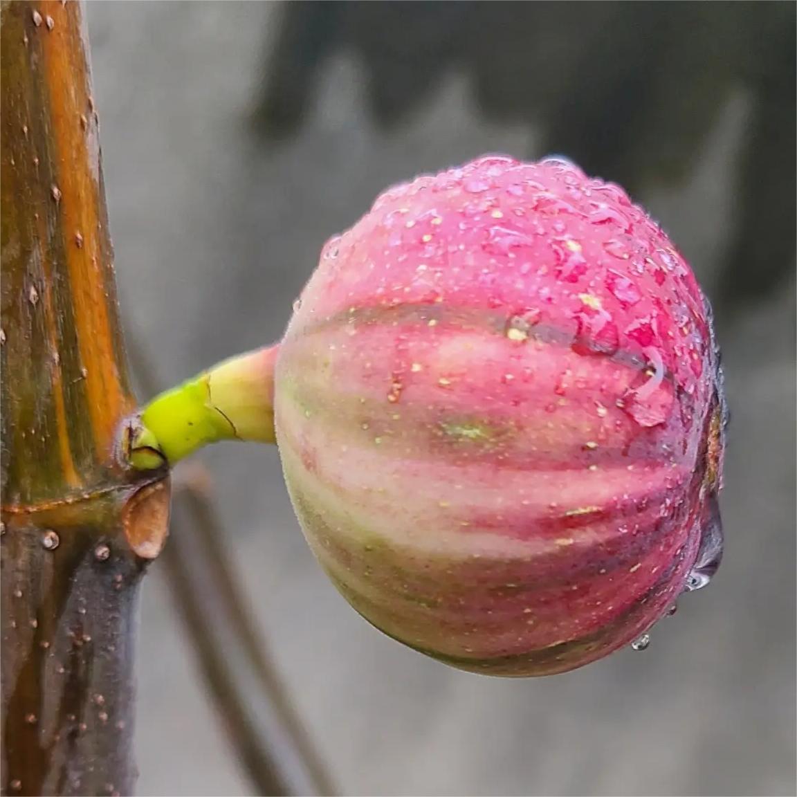 Rainbow Figs Seeds-Plantjoyfarm-