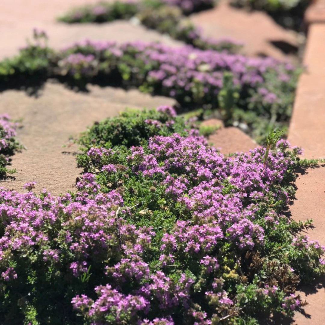 Creeping Thyme Seeds-Plantjoyfarm-Flower Seeds