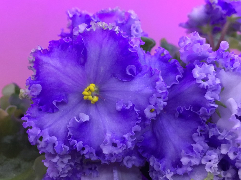 Violet - Saintpaulija Reigning Beauty-Plantjoyfarm-Flower Seeds,Garden Seeds,best selling