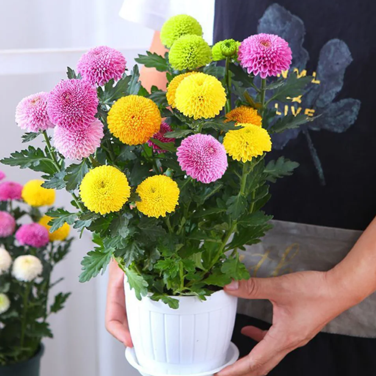 🏵️Colorful Ping Pong Chrysanthemum Seeds-Plantjoyfarm-best selling,Garden Seeds