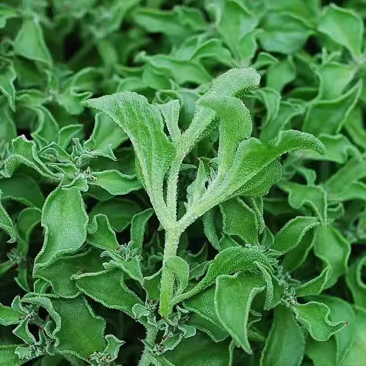 Crystal Ice Plant Seeds-Plantjoyfarm-Vegetable Seeds,best selling