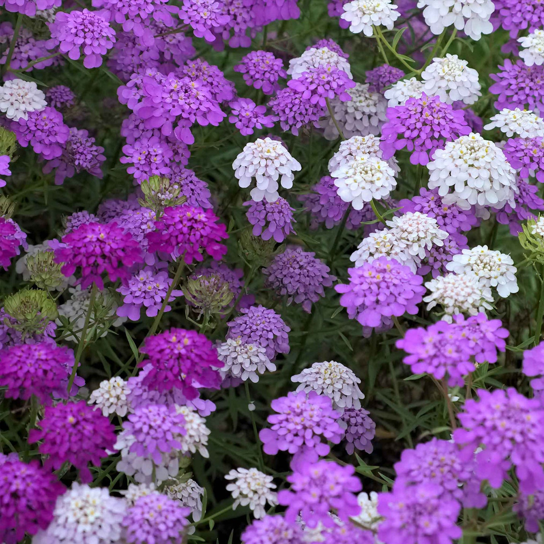 Candytuft Seeds - Mixed Colors-Plantjoyfarm-Flower Seeds
