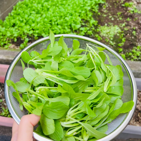 🥬All Year Round Chicken Feather Vegetable Seeds-Plantjoyfarm-best selling,Vegetable Seeds