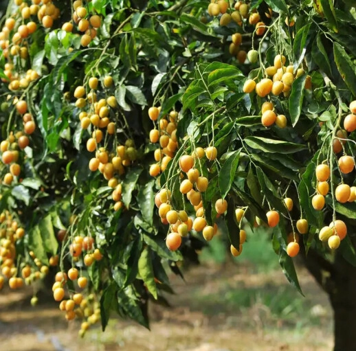 Wampee Fruit Seeds-Plantjoyfarm-