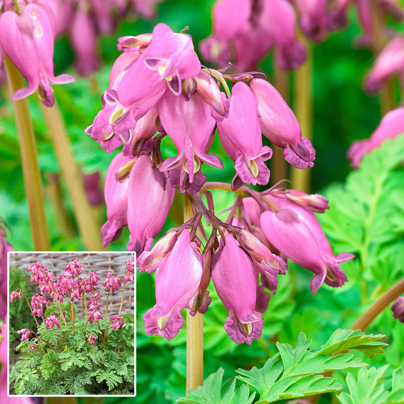 Fern Leaved Bleeding Heart-Plantjoyfarm-Flower Seeds,Garden Seeds,best selling