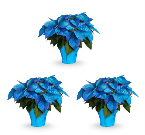 Christmas Star Flower Poinsettia Pot Seeds-Plantjoyfarm-Flower Seeds,Garden Seeds,best selling