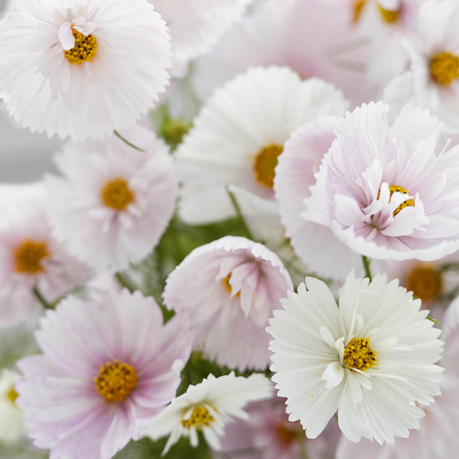 COSMOS CUPCAKE BLUSH FLOWER SEEDS-Plantjoyfarm-Flower Seeds,Garden Seeds,best selling
